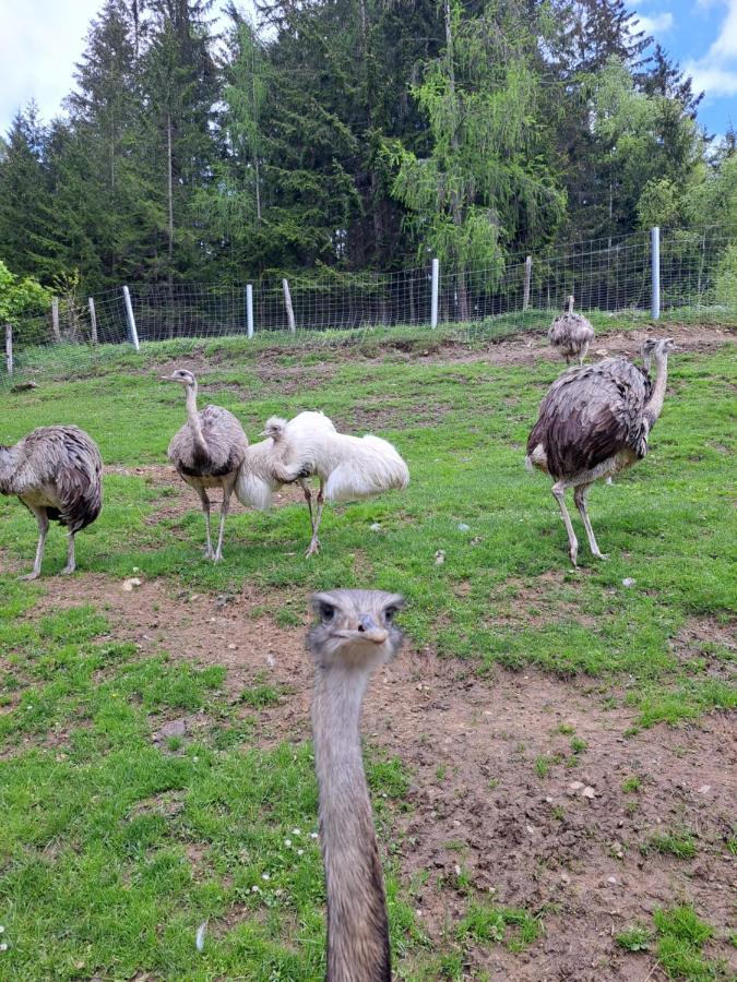 Erlebnisbauernhof Gutschi Ranch Kamp Екстер'єр фото