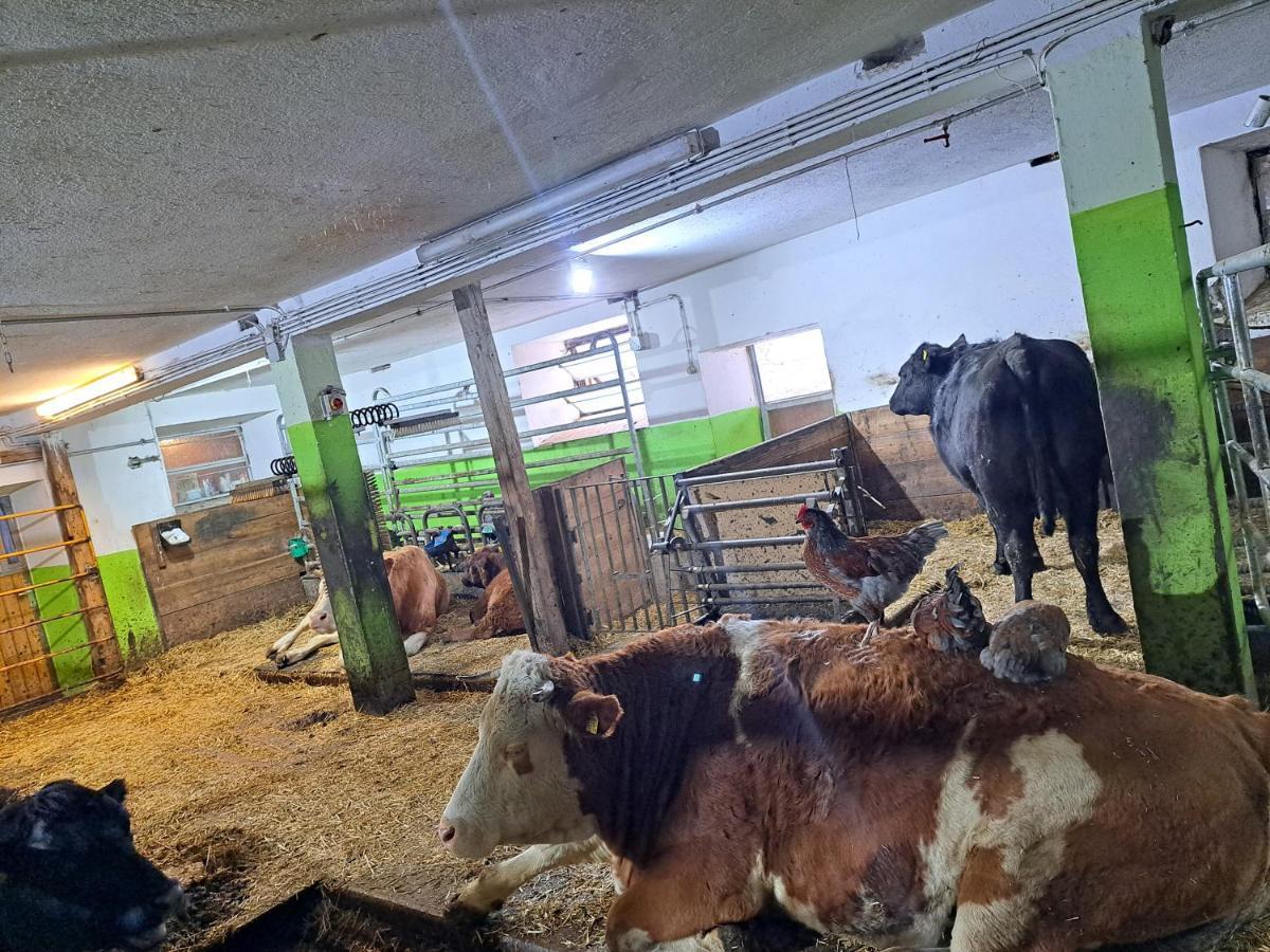 Erlebnisbauernhof Gutschi Ranch Kamp Екстер'єр фото